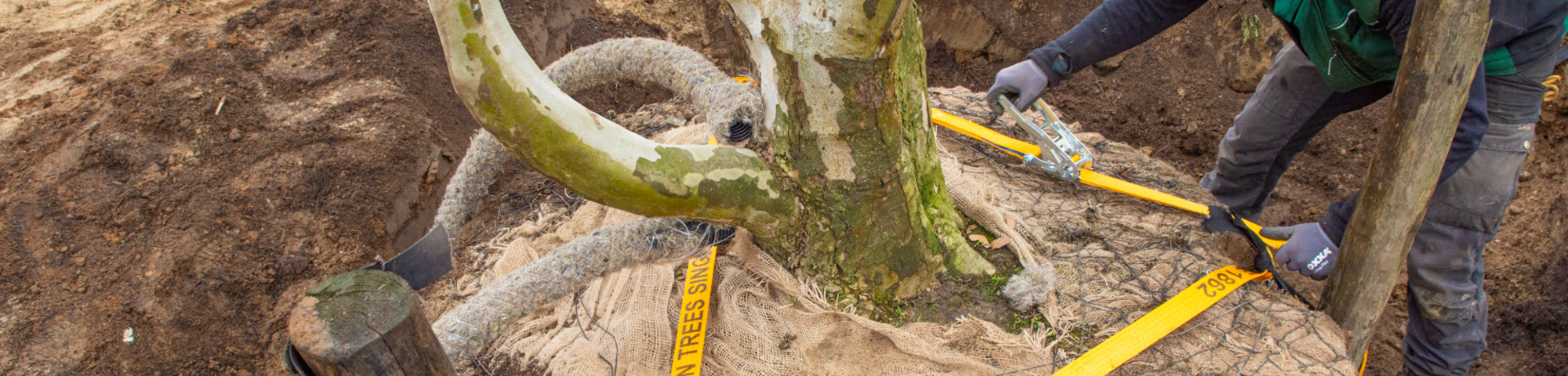 Bomen verankeren