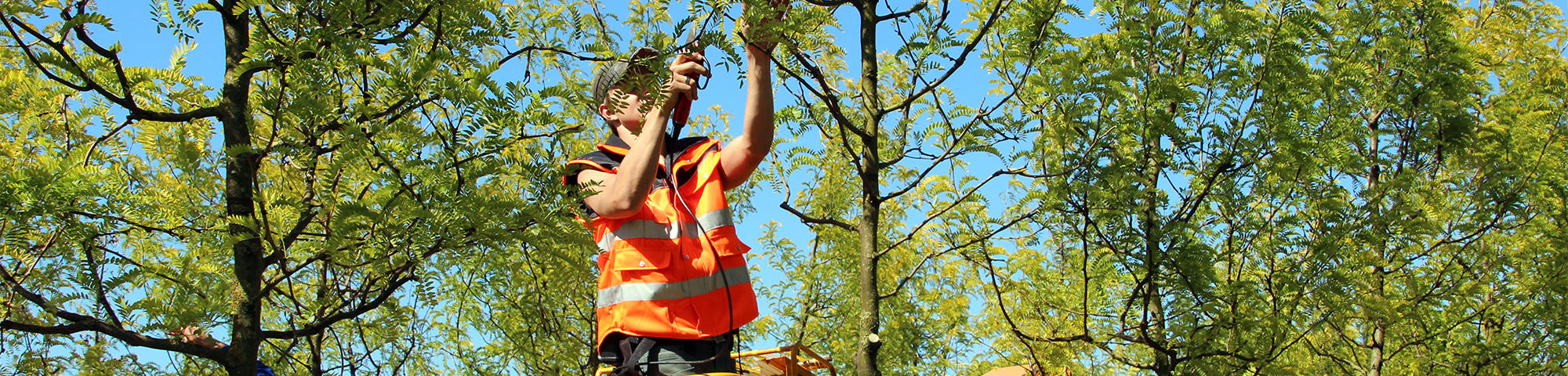 Bomen verzorgen