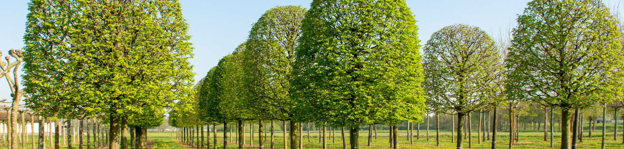 Boomvormen en vormbomen Bomen en planten Academy | Kenniscentrum bomen en planten | Boomkwekerij Ebben