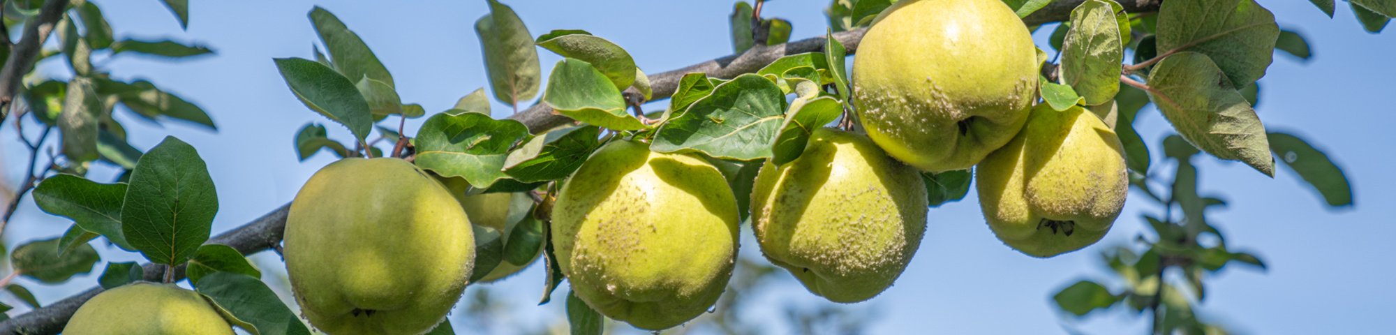 Food forest