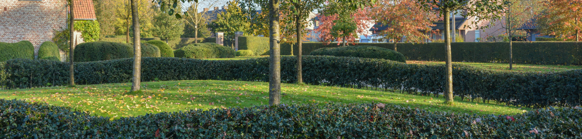 Hedge plants