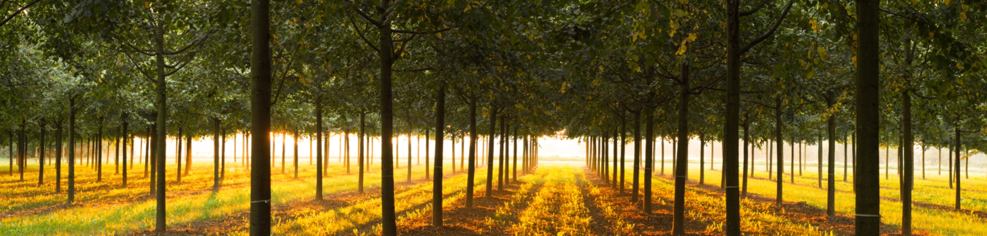 Werk mee aan een groenere wereld!