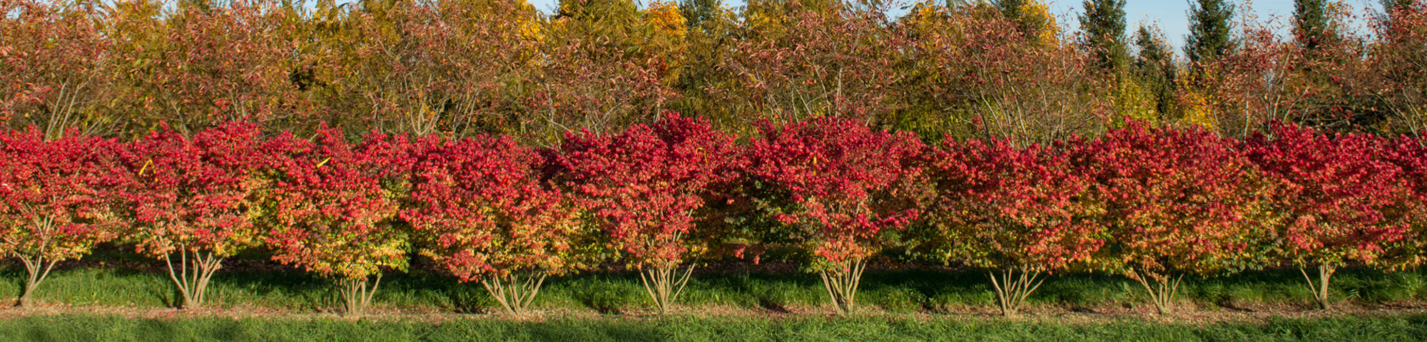 Shrubs and climbing plants