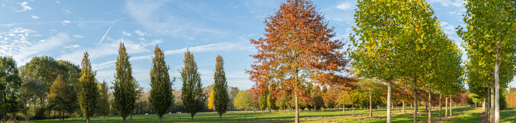 Tous les arbres