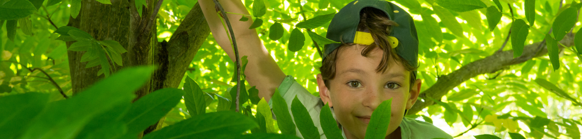 Climbing trees