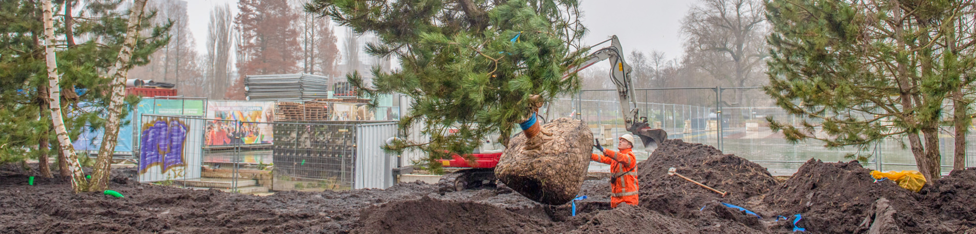 Plantation des arbres