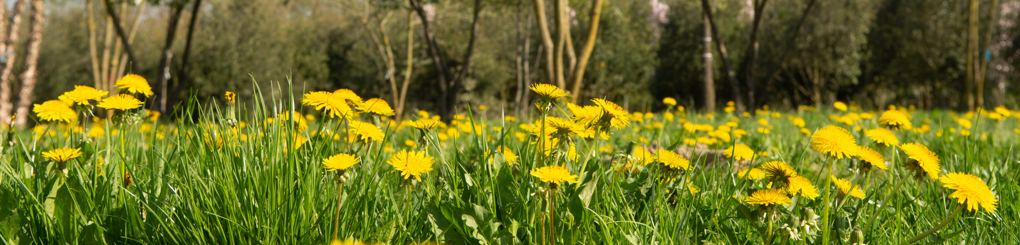 Biologische bomen (Skal)