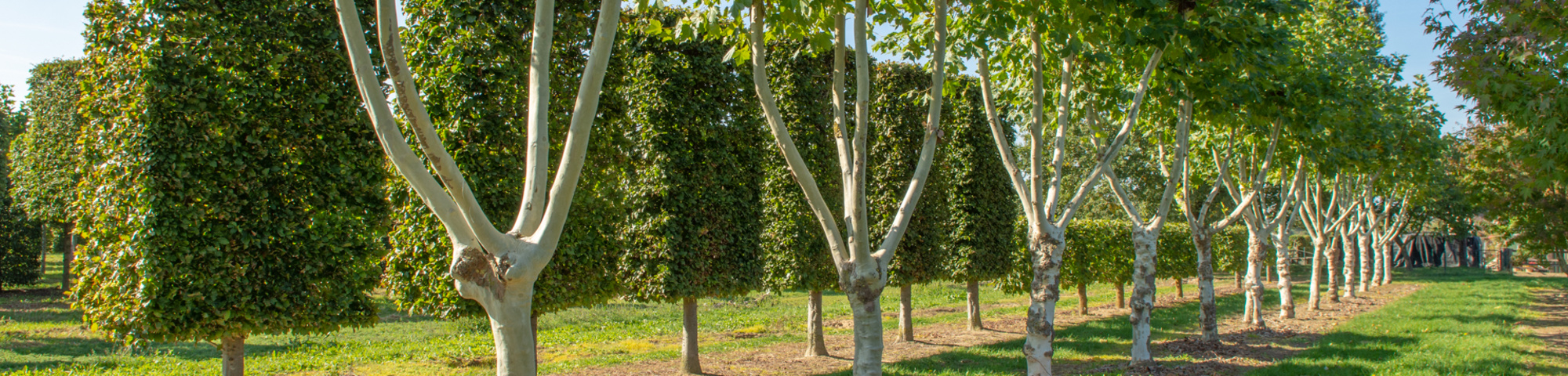 Shape trees or topiary trees