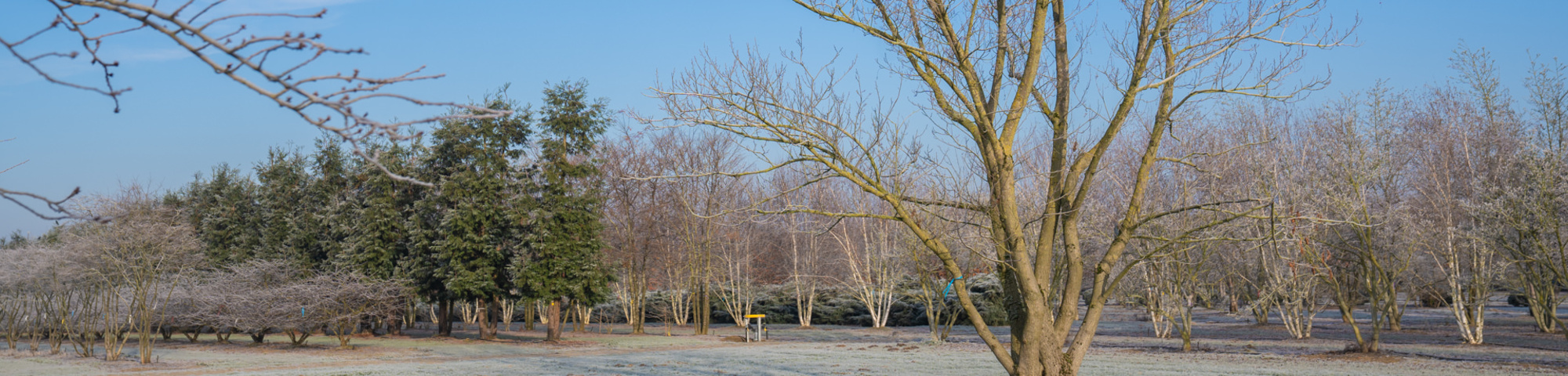 Meerstammige bomen