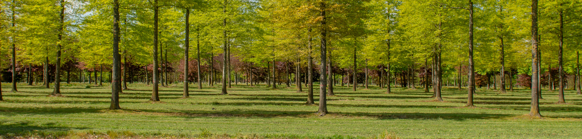 Grote bomen op onze kwekerij