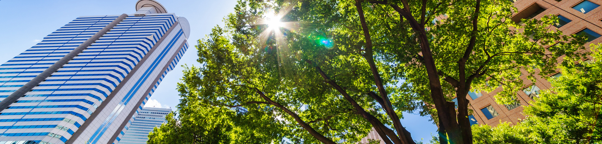 Klimaatbomen: de juiste boom voor een toekomstbestendige omgeving