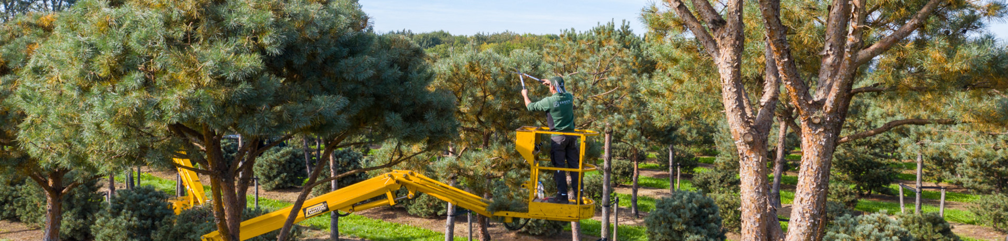 Taille des arbres