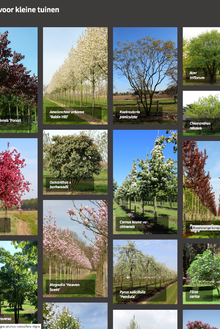 Bomen voor kleine tuinen NL