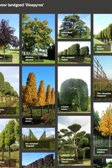 Bomen voor landgoed Diospyros NL