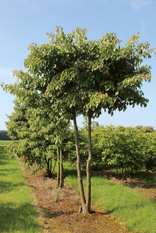 Boomkwekerij Ebben multi-stem 12