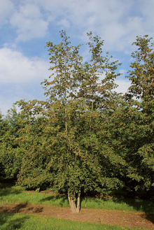 Boomkwekerij Ebben multi-stem 20