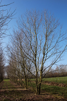 Boomkwekerij Ebben multi-stem 22