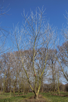 Boomkwekerij Ebben multi-stem 23