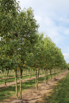 Boomkwekerij Ebben multi-stem 24