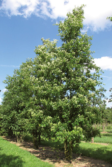 Boomkwekerij Ebben multi-stem 28