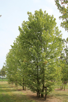 Boomkwekerij Ebben multi-stem 3