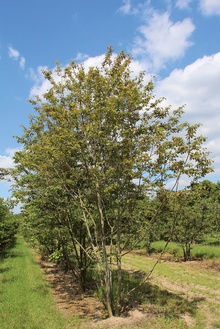 Boomkwekerij Ebben multi-stem 5_