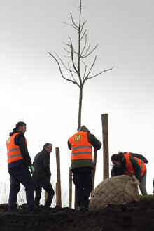 MH17 Monument Ebben planting trees-20