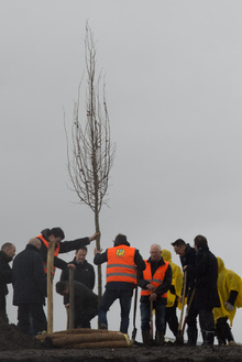 MH17 Monument Ebben planting trees-21