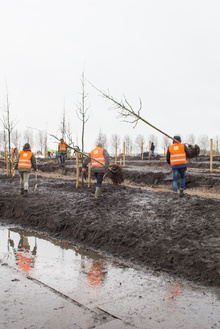 MH17 Monument Ebben planting trees-25