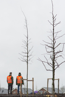 MH17 Monument Ebben planting trees-26