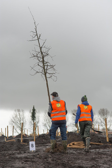 MH17 Monument Ebben planting trees-27