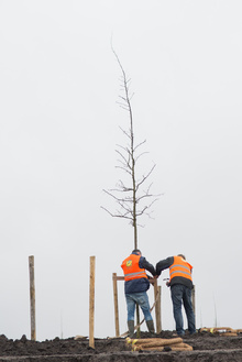 MH17 Monument Ebben planting trees-28