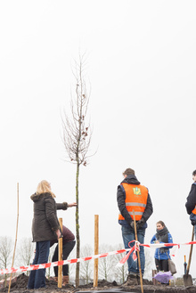 MH17 Monument Ebben planting trees-30