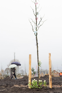 MH17 Monument Ebben planting trees-31