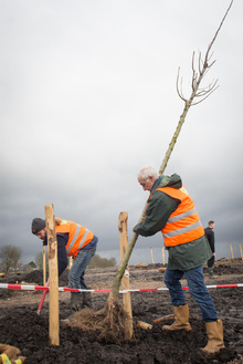 MH17 Monument Ebben planting trees-7