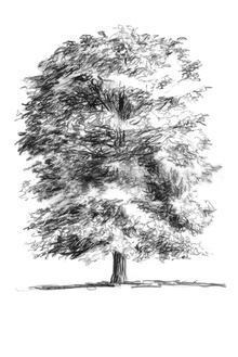 Quercus-Thalia