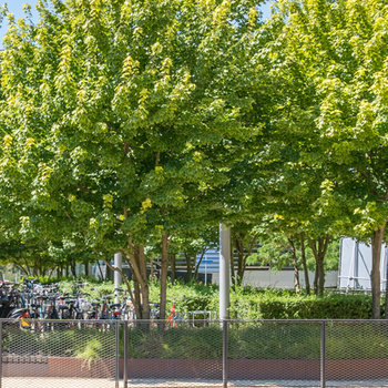 Jardin sur toit Erasmus Université Rotterdam