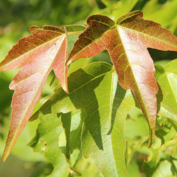 Acer buergerianum