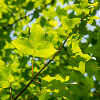 Acer monspessulanum