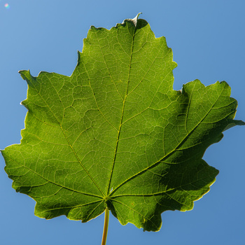 Acer opalus