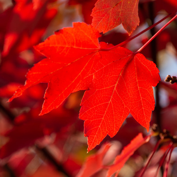 Acer rubrum 'Somerset'