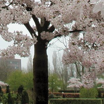 Rhijnhof Cemetery, Leiden, Netherlands