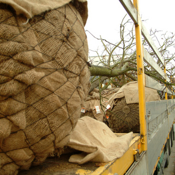 PLANTER DES ARBRES
