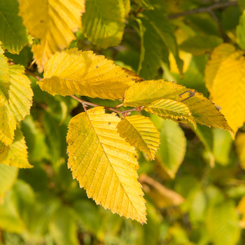 Carpinus betulus 'Frans Fontaine'