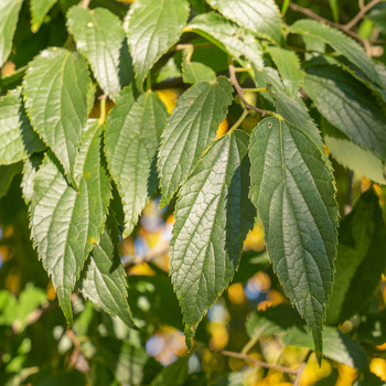 Celtis australis