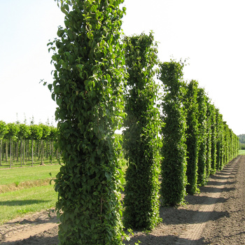 Formbäume
