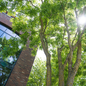 Climate-resilient trees for urban challenges