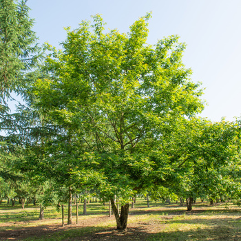 UP A TREE: PTEROCARYA STENOPTERA