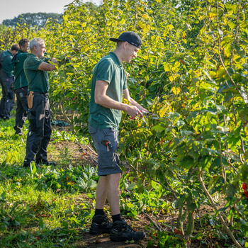 Snoeien en snoeiwijzer