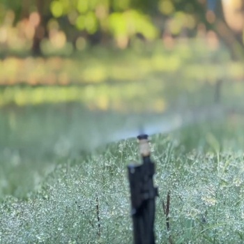 Watering newly planted trees